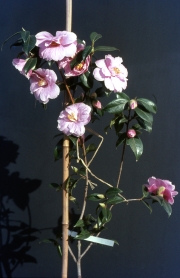 CAMELLIA WILLIAMSII &apos;DONATION&apos;