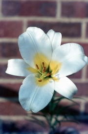 WHITE TRUMPET LILY