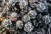 SAXIFRAGE, FROSTED