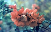 CHAENOMELES