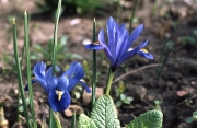 IRIS RETICULATA, MEDIUM BLUE
