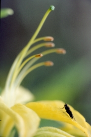 AZALEA PONTICUM - CLOSE-UP