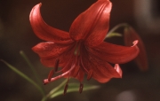 LILIUM ENCHANTMENT