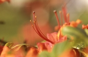 GHENT AZALEA &apos;COCCINEA SPECIOSA&apos; - CLOSE UP