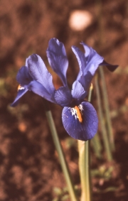 IRIS RETICULATA [DARK BLUE]