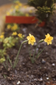 NARCISSUS MINIMUS ?