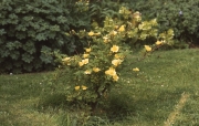 ROSA CANTABRIGIENSIS
