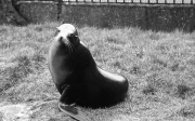 Seal
