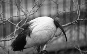 Unknown Bird