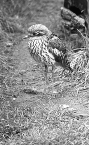 Unknown bird