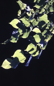 Leaves