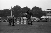 Show jumping