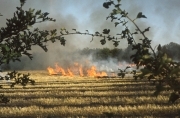 Stubble burning