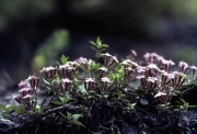 Alpine flowers