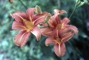Orange Hemerocallis