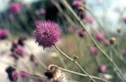 Hedgerow plant