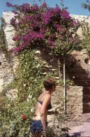 Bougainvillea