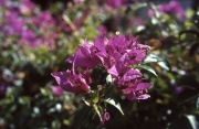 Bougainvillea