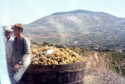 Grape harvest