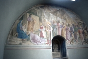 A cell wall, S.Marco