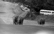 Elephants