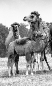 Camels