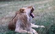 Lion yawning