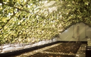 Vine