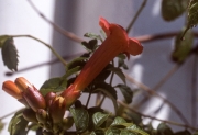 Campsis