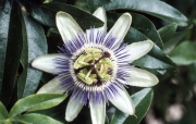 Passion Flower