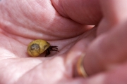 Hermit crab