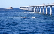 Pier
