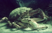 Spider crab in the aquarium