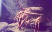 Crab in the aquarium