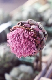 Artichoke flower