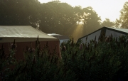 Campsite, early morning