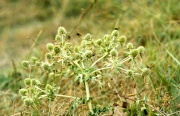 Teazles