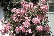 Oleander bush