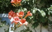 Campsis flowers