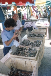 Benodet Market - oysters