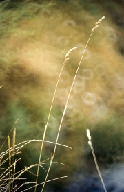 Grass stalks