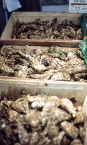 Oysters