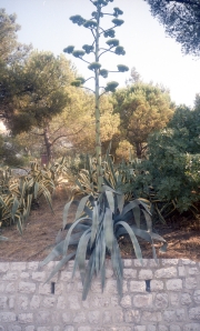 Jardin Exotiques