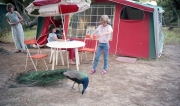 Peacock at the campsite