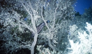 Peacock in a tree
