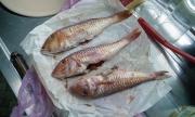 Dinner