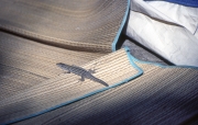 Lizard