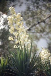 Yucca in flower