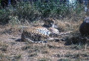 Cheetah