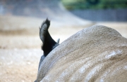Rhinoceros&apos; ear